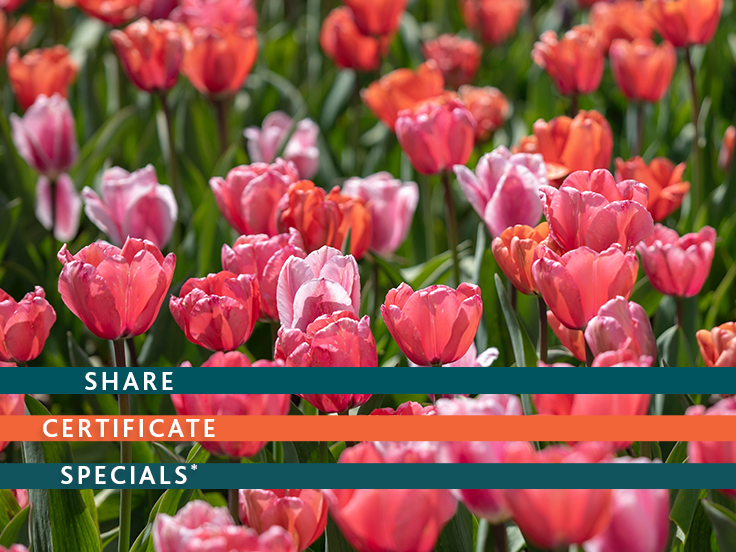 spring share certificate